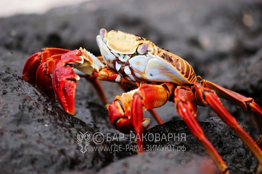 Поесть крабов в Сочи